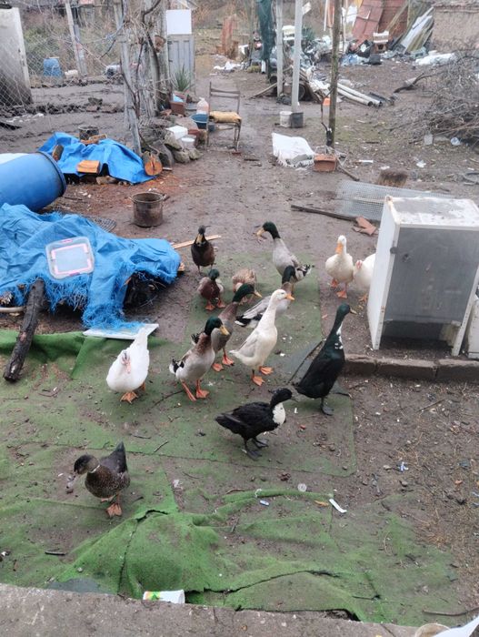 Падки Индийски Бегачи