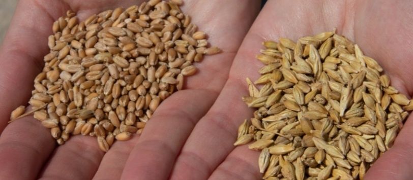 Orz grau triticale