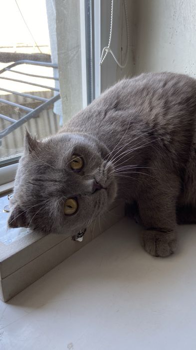 Шотландская вислоухая