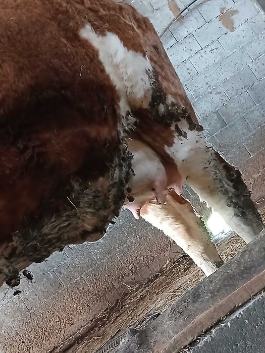 Vand junica la prima fatare