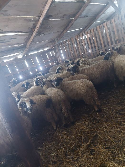 De vânzare breze de Petroșani