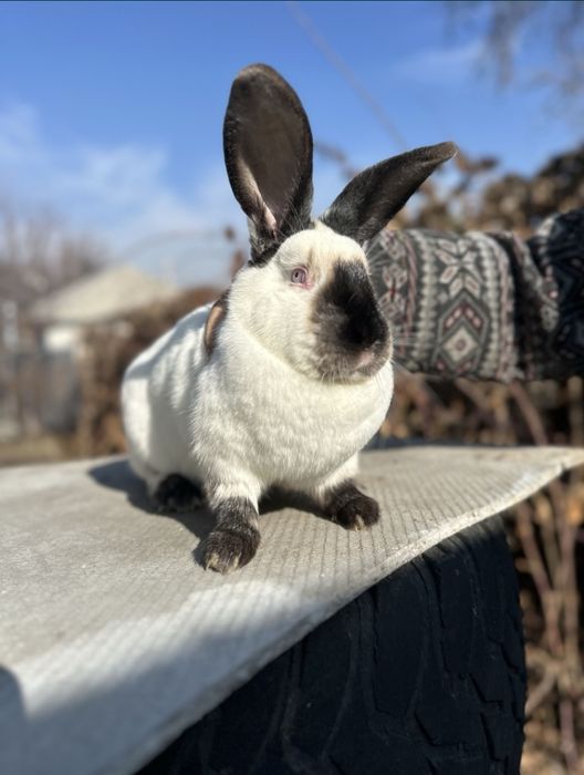 Кролики породистые