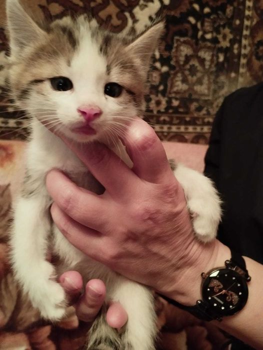 Котята 2 месяца -  2 мальчика и 1 девочка