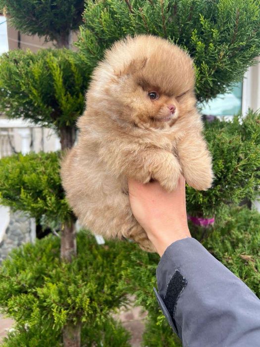 Померан/Poomeranian