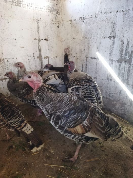 Продам куры домашние