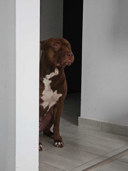 Loki își caută o familie responsabilă