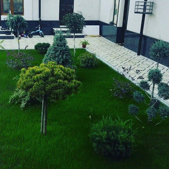 Газон и ландшафты дизайн