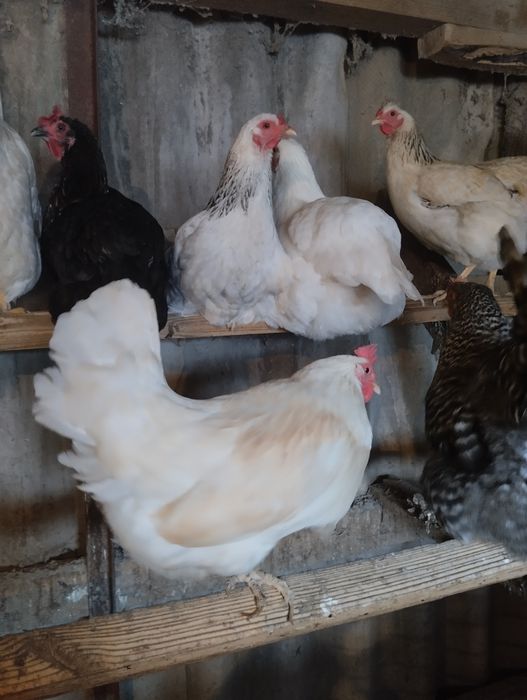 Цыплята домашние недельные