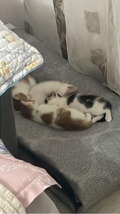 Отдам котят в доьрые руки