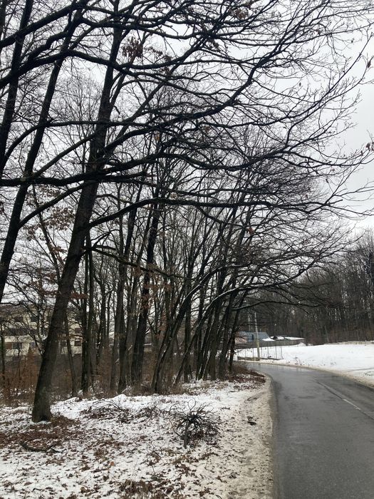 Vanzare lemne de foc pe fir