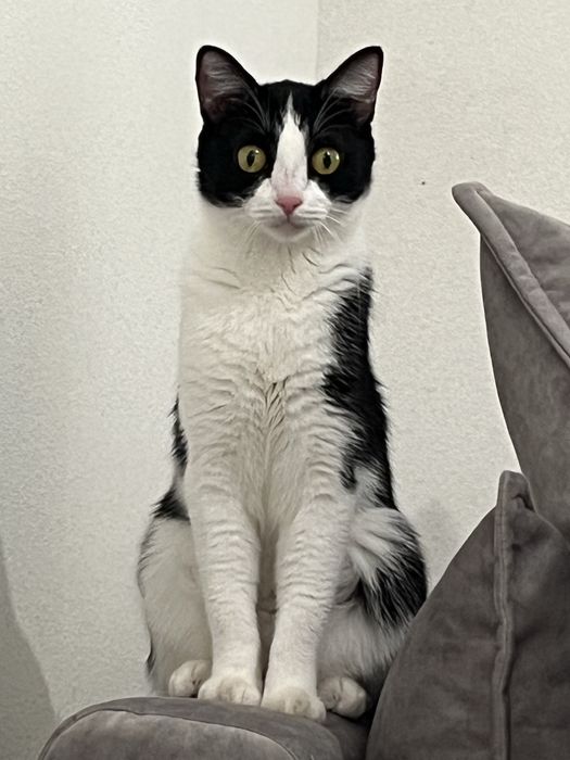 Кошка даром в добрые руки