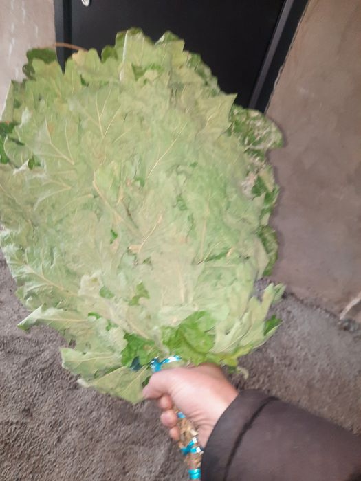 Продам дубовые веники