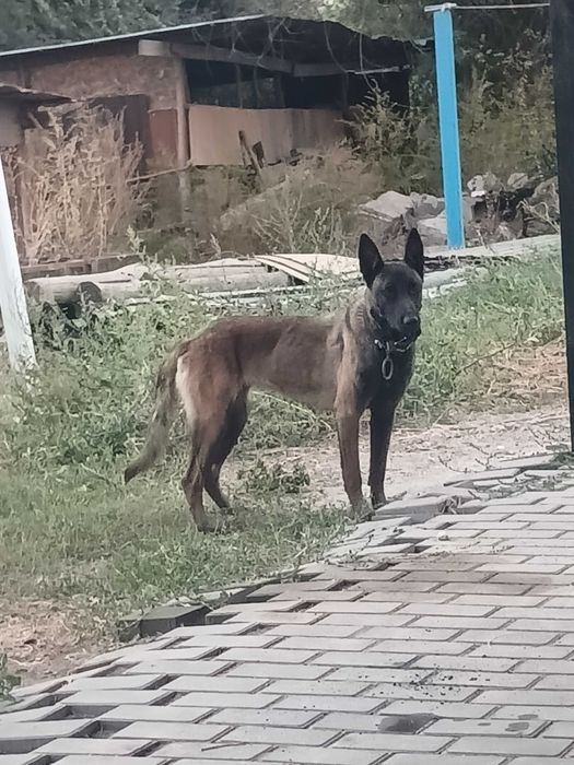 Собака бельгийский овчарка