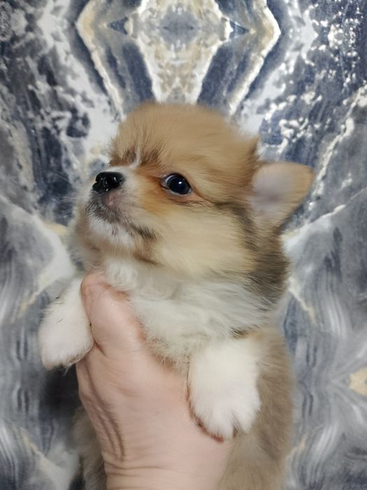 Щенки немецкого. Шпица