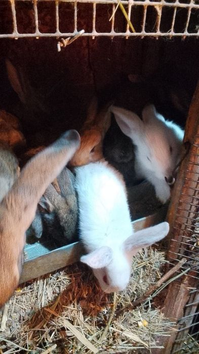 Продам крольчат месячные