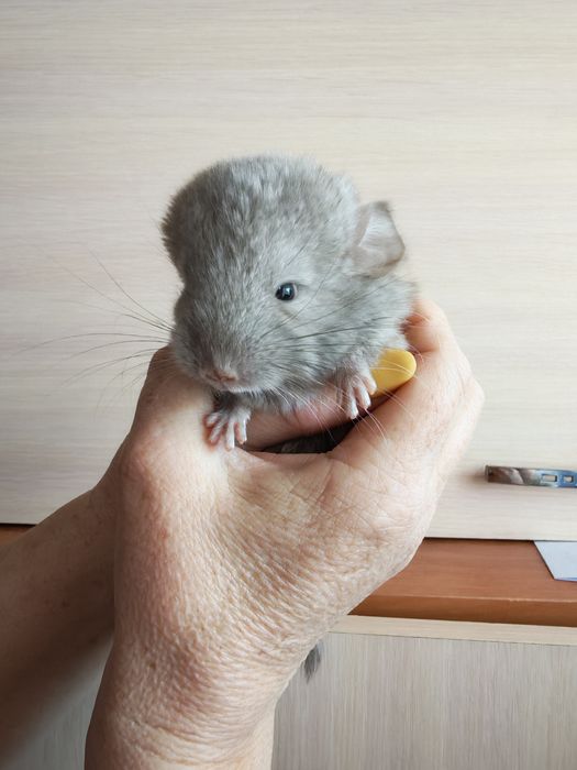 Выставляются в бронь шиншиллята мальчик и девочка.