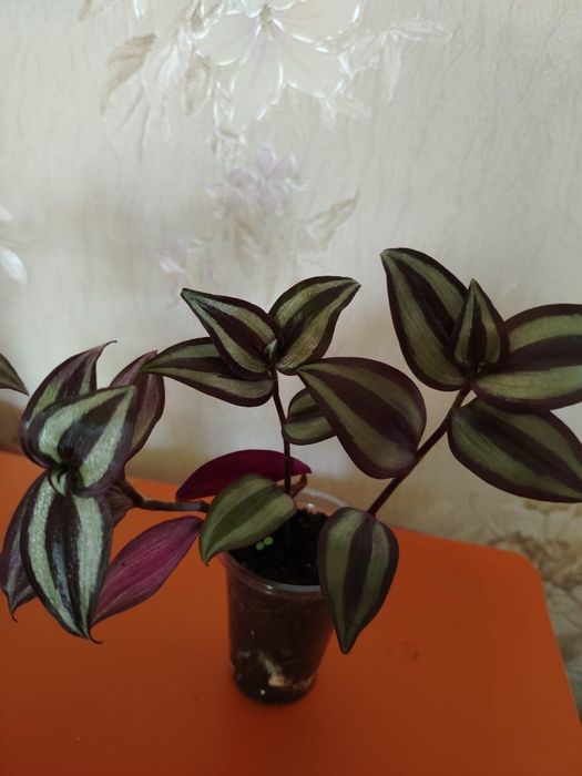 Продам комнатный цвет