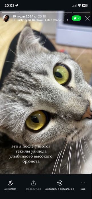 Кошка бесплатно срочно