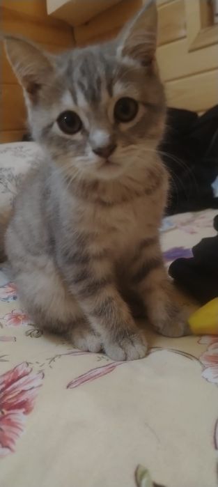 Маленький серый котёнек