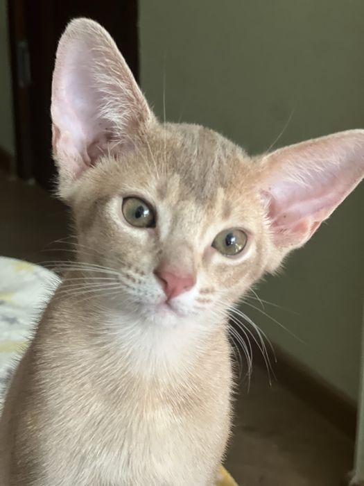 Абисинско котенце