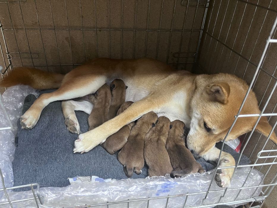 Кучета Шиба Ину Shiba Inu