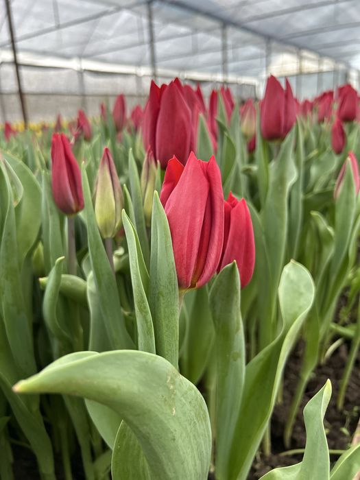 Тюльпаны оптом и в розницу