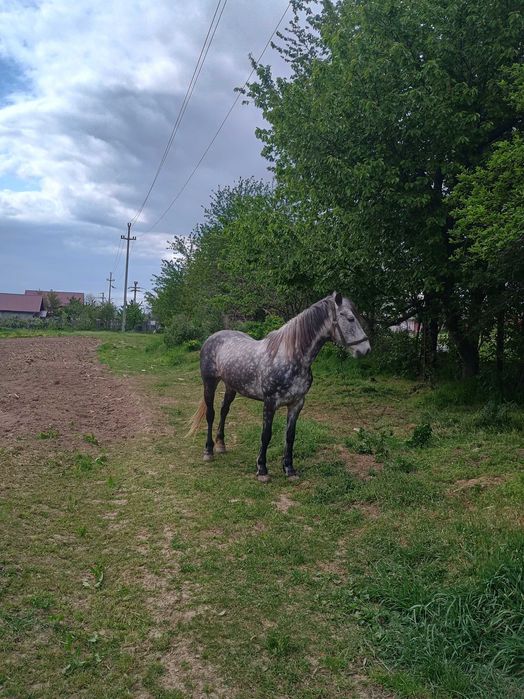 Vând iapă sură la preț de 2000eur