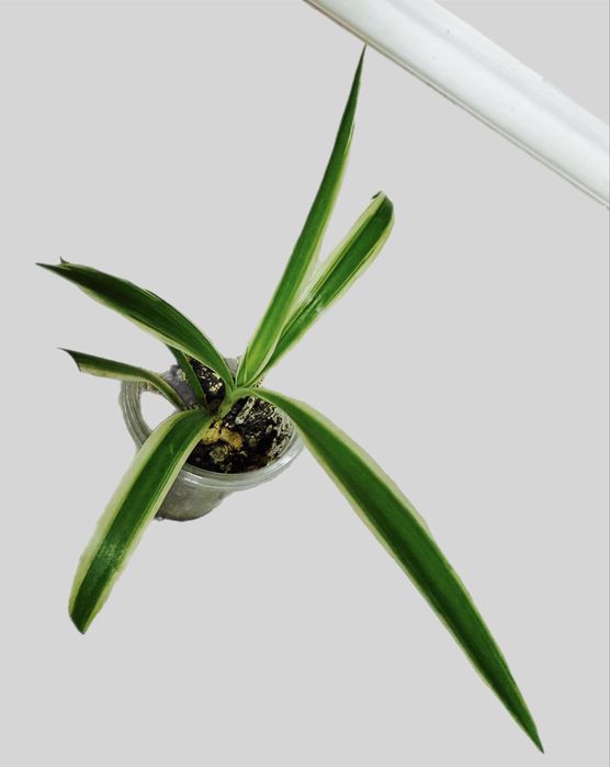 Хлорофитум вариегатный