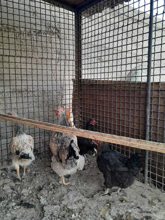 Петух ,    қораз