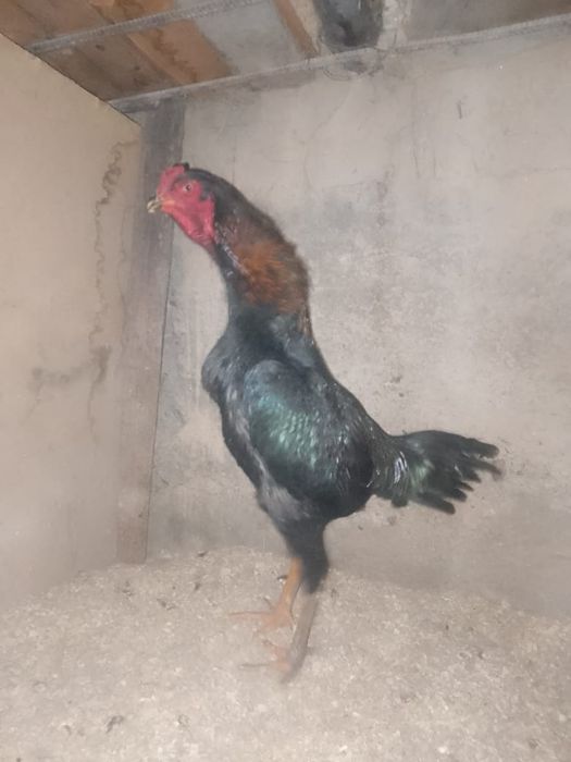 Петух бойцовый хороший
