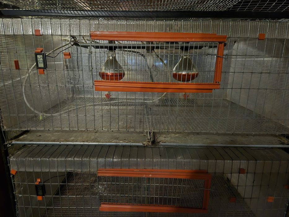 Prepelite cusca, incubator, maternitate