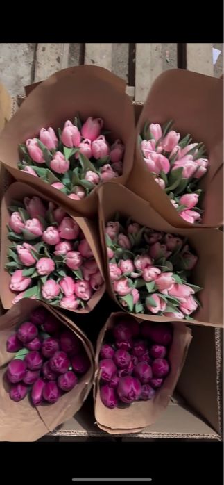 Тюльпаны премиум класса