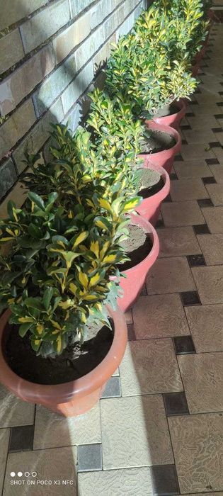 Оптом цены! бересклет выращенные с любовью дедушкой садовником