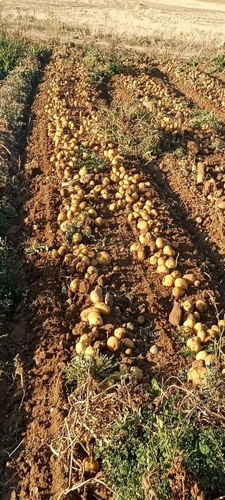 Семена картофи,Сорая,Агата,Вега.