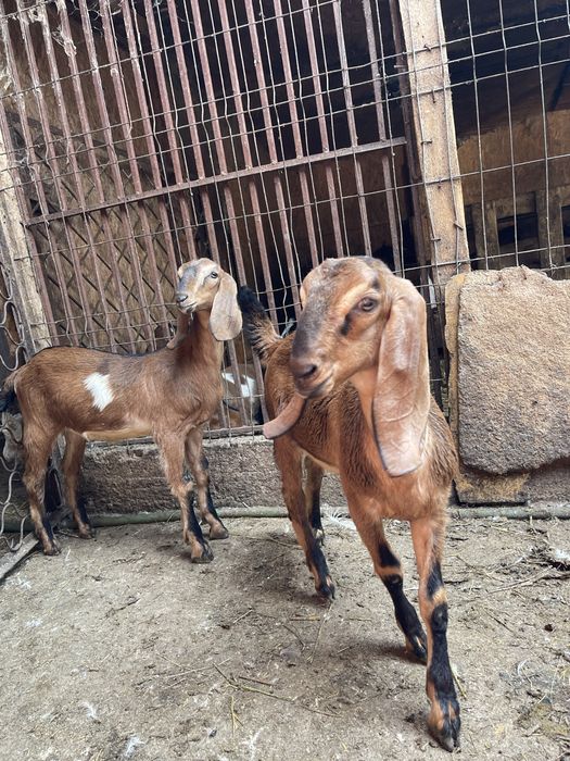 Vand doua iede anglonubiene din parinti cu pedigree din Cehia si Slovacia