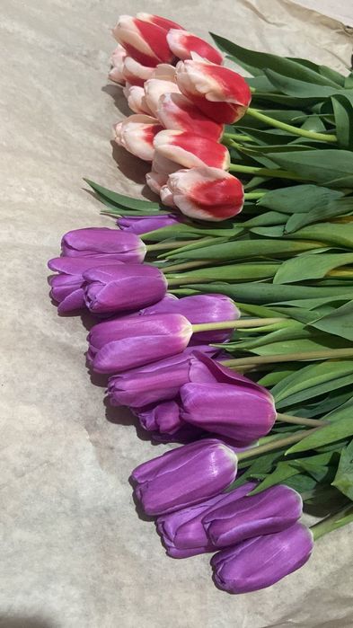 Тюльпаны в Шымкенте