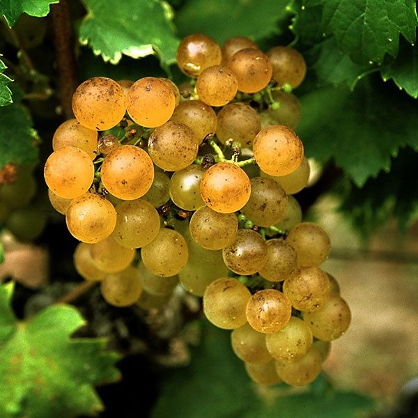 Struguri de vânzare