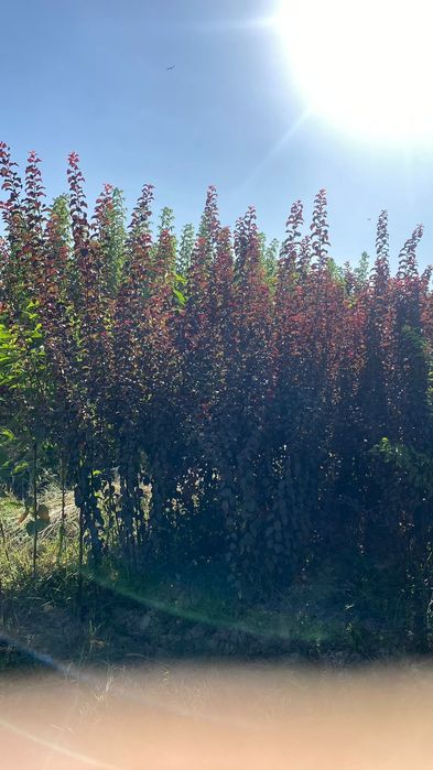 Саженцы все виды