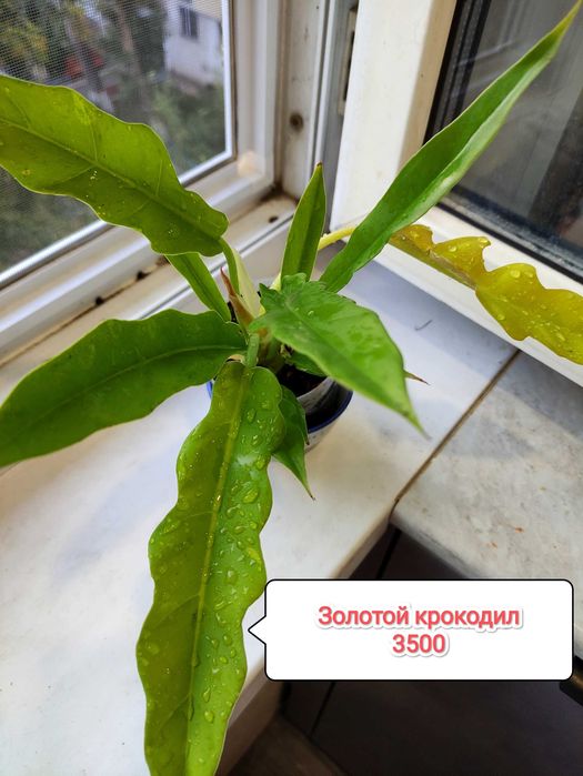 Распродажа излишков растений