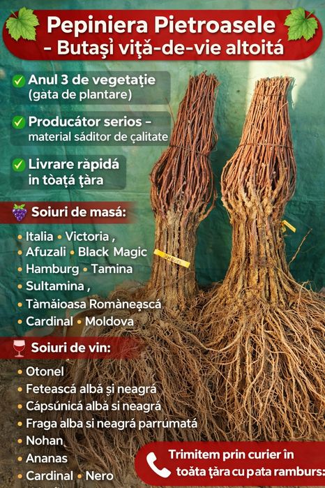 Vand butasi vita de vie altoita