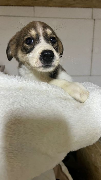 Щенята в добрые руки