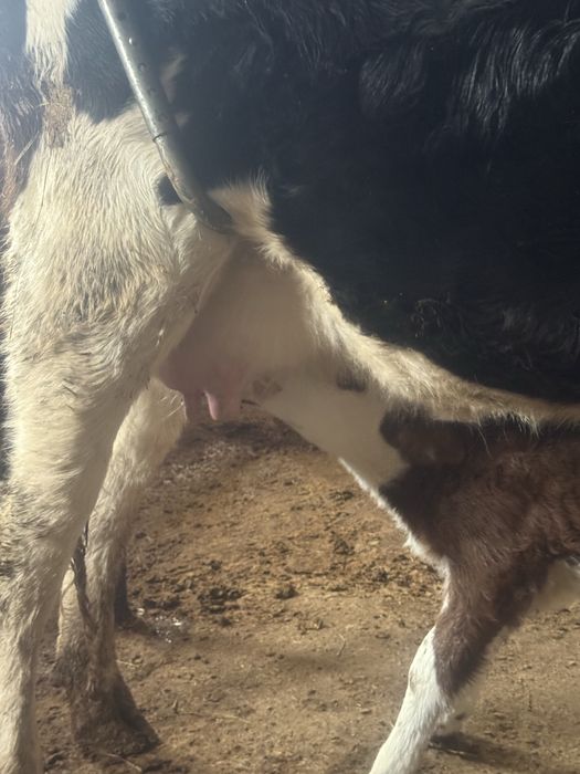 Сауын сиыр сатылады