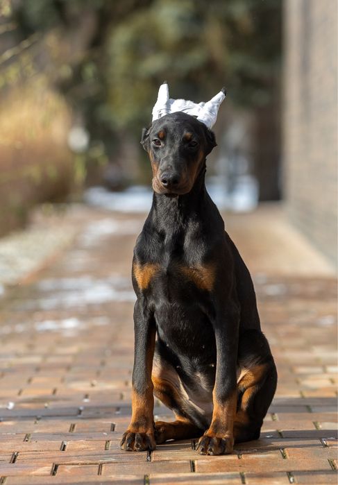 Доберман девочка 4 мес