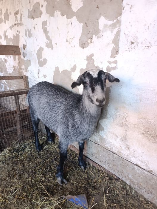 Токал ешкы, продам козу