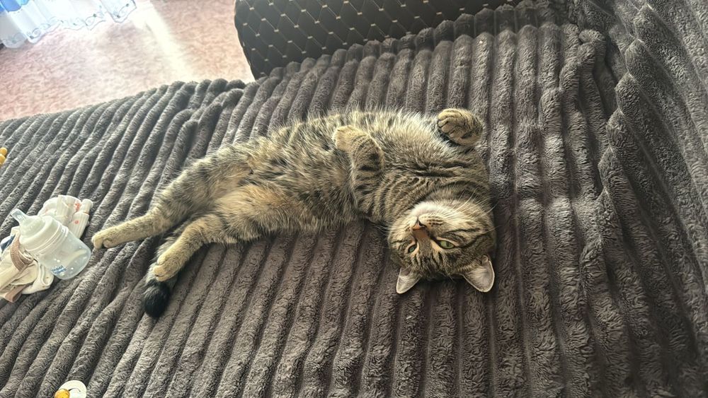 Кот домашняя в добрые руки