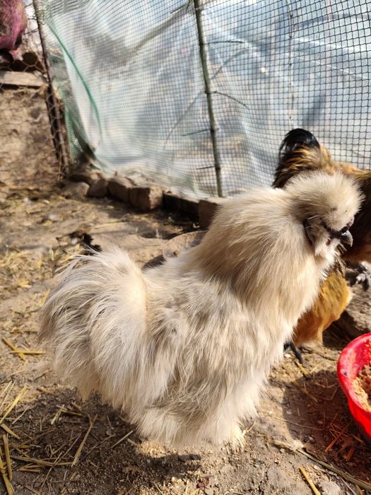 Продам молодых петушков!