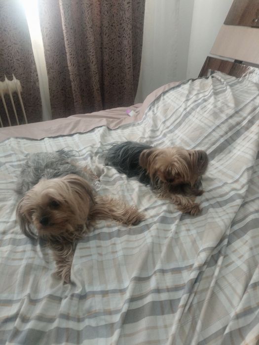 Йоркширский терьер мини мини