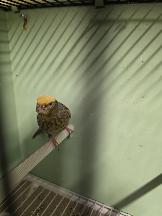 Canari de vanzare