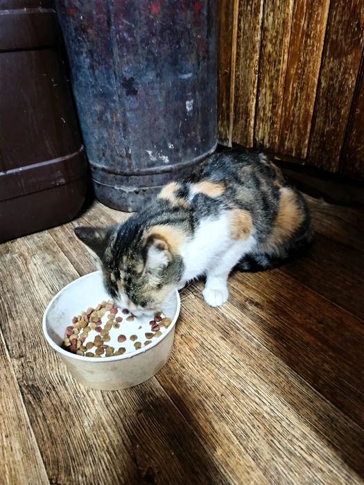 Отдам в добрые руки