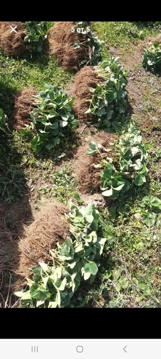 Уникален целогодишен расад